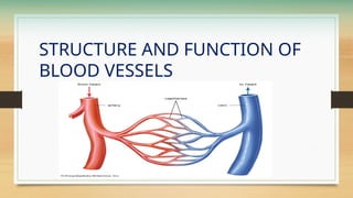STRUCTURE AND FUNCTION OF
BLOOD VESSELS
 