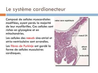 Le système cardionecteur Composé de cellules myocardiales modifiées, ayant perdu la majorité de leur myofibrilles. Ces cellules sont riches en glycogène et en mitochondries.  Les cellules des  nœuds  sino-atrial et atrio-ventriculaire sont arrondies.  Les  fibres de Purkinje  ont gardé la forme de cellules musculaires cardiaques. 