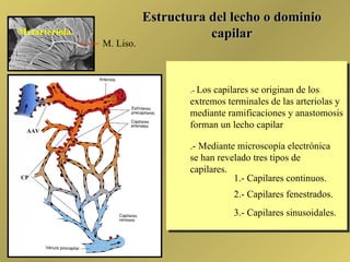 Circulatorio | PPT