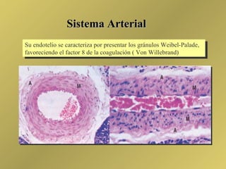 Sistema Arterial Su endotelio se caracteriza por presentar los gránulos Weibel-Palade, favoreciendo el factor 8 de la coag...