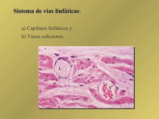 <ul><li>Sistema de vías linfáticas : </li></ul><ul><ul><li>a) Capilares linfáticos y </li></ul></ul><ul><ul><li>b) Vasos c...