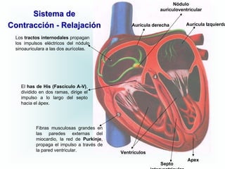 Nódulo
                                                           auriculoventricular
      Sistema de
Contracción - Relajación                       Aurícula derecha       Aurícula Izquierda

 Los tractos internodales propagan
 los impulsos eléctricos del nódulo
 sinoauriculara a las dos aurícolas.




   El has de His (Fascículo A-V),
   dividido en dos ramas, dirige el
   impulso a lo largo del septo
   hacia el ápex.




          Fibras musculosas grandes en
          las paredes externas del
          miocardio, la red de Purkinje,
          propaga el impulso a través de
          la pared ventricular.            Ventrículos
                                                                       Apex
                                                           Septo
 