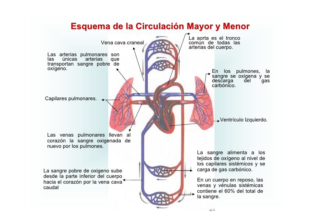 Circulatorio