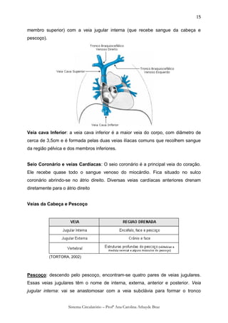15

membro superior) com a veia jugular interna (que recebe sangue da cabeça e
pescoço).




Veia cava Inferior: a veia cava inferior é a maior veia do corpo, com diâmetro de
cerca de 3,5cm e é formada pelas duas veias ilíacas comuns que recolhem sangue
da região pélvica e dos membros inferiores.


Seio Coronário e veias Cardíacas: O seio coronário é a principal veia do coração.
Ele recebe quase todo o sangue venoso do miocárdio. Fica situado no sulco
coronário abrindo-se no átrio direito. Diversas veias cardíacas anteriores drenam
diretamente para o átrio direito


Veias da Cabeça e Pescoço




            (TORTORA, 2002)



Pescoço: descendo pelo pescoço, encontram-se quatro pares de veias jugulares.
Essas veias jugulares têm o nome de interna, externa, anterior e posterior. Veia
jugular interna: vai se anastomosar com a veia subclávia para formar o tronco


                     Sistema Circulatório – Profª Ana Carolina Athayde Braz
 