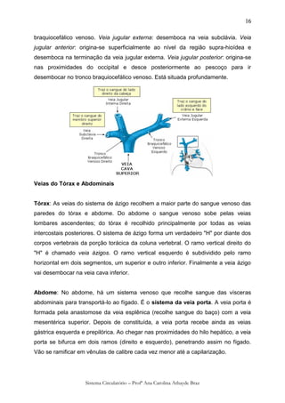 16

braquiocefálico venoso. Veia jugular externa: desemboca na veia subclávia. Veia
jugular anterior: origina-se superficialmente ao nível da região supra-hioídea e
desemboca na terminação da veia jugular externa. Veia jugular posterior: origina-se
nas proximidades do occipital e desce posteriormente ao pescoço para ir
desembocar no tronco braquiocefálico venoso. Está situada profundamente.




Veias do Tórax e Abdominais


Tórax: As veias do sistema de ázigo recolhem a maior parte do sangue venoso das
paredes do tórax e abdome. Do abdome o sangue venoso sobe pelas veias
lombares ascendentes; do tórax é recolhido principalmente por todas as veias
intercostais posteriores. O sistema de ázigo forma um verdadeiro "H" por diante dos
corpos vertebrais da porção torácica da coluna vertebral. O ramo vertical direito do
"H" é chamado veia ázigos. O ramo vertical esquerdo é subdividido pelo ramo
horizontal em dois segmentos, um superior e outro inferior. Finalmente a veia ázigo
vai desembocar na veia cava inferior.


Abdome: No abdome, há um sistema venoso que recolhe sangue das vísceras
abdominais para transportá-lo ao fígado. É o sistema da veia porta. A veia porta é
formada pela anastomose da veia esplênica (recolhe sangue do baço) com a veia
mesentérica superior. Depois de constituída, a veia porta recebe ainda as veias
gástrica esquerda e prepilórica. Ao chegar nas proximidades do hilo hepático, a veia
porta se bifurca em dois ramos (direito e esquerdo), penetrando assim no fígado.
Vão se ramificar em vênulas de calibre cada vez menor até a capilarização.




                    Sistema Circulatório – Profª Ana Carolina Athayde Braz
 