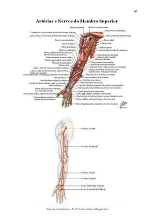 19




Sistema Circulatório – Profª Ana Carolina Athayde Braz
 