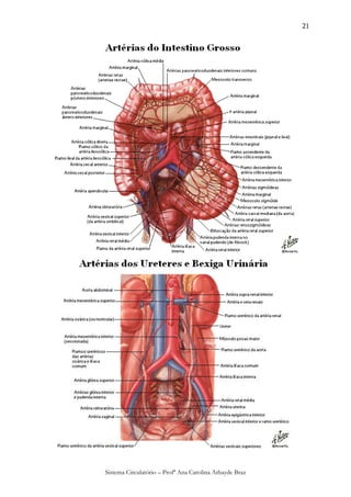 21




Sistema Circulatório – Profª Ana Carolina Athayde Braz
 