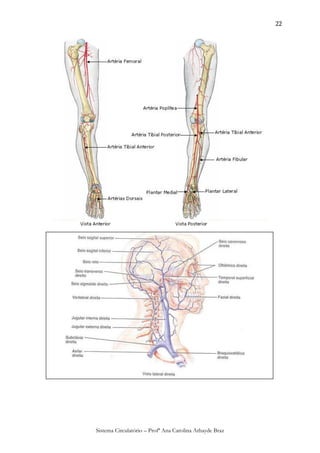 22




Sistema Circulatório – Profª Ana Carolina Athayde Braz
 