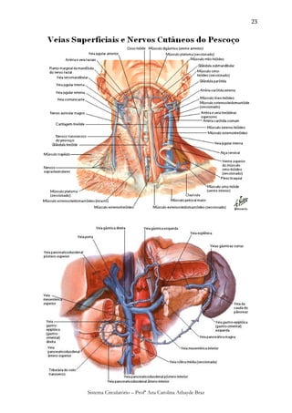 23




Sistema Circulatório – Profª Ana Carolina Athayde Braz
 