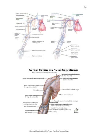 24




Sistema Circulatório – Profª Ana Carolina Athayde Braz
 