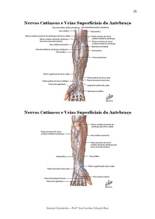 25




Sistema Circulatório – Profª Ana Carolina Athayde Braz
 