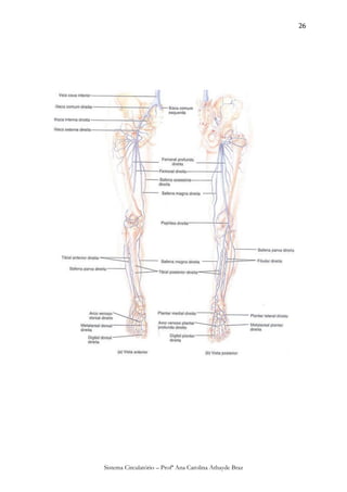 26




Sistema Circulatório – Profª Ana Carolina Athayde Braz
 