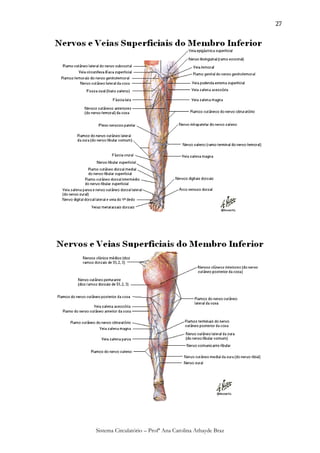 27




Sistema Circulatório – Profª Ana Carolina Athayde Braz
 