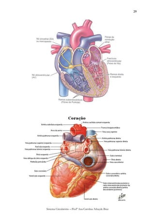 29




Sistema Circulatório – Profª Ana Carolina Athayde Braz
 