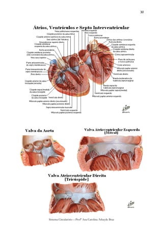 30




Sistema Circulatório – Profª Ana Carolina Athayde Braz
 