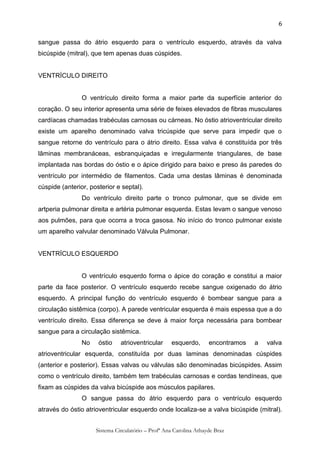6

sangue passa do átrio esquerdo para o ventrículo esquerdo, através da valva
bicúspide (mitral), que tem apenas duas cúspides.


VENTRÍCULO DIREITO


                O ventrículo direito forma a maior parte da superfície anterior do
coração. O seu interior apresenta uma série de feixes elevados de fibras musculares
cardíacas chamadas trabéculas carnosas ou cárneas. No óstio atrioventricular direito
existe um aparelho denominado valva tricúspide que serve para impedir que o
sangue retorne do ventrículo para o átrio direito. Essa valva é constituída por três
lâminas membranáceas, esbranquiçadas e irregularmente triangulares, de base
implantada nas bordas do óstio e o ápice dirigido para baixo e preso ás paredes do
ventrículo por intermédio de filamentos. Cada uma destas lâminas é denominada
cúspide (anterior, posterior e septal).
                Do ventrículo direito parte o tronco pulmonar, que se divide em
artperia pulmonar direita e artéria pulmonar esquerda. Estas levam o sangue venoso
aos pulmões, para que ocorra a troca gasosa. No início do tronco pulmonar existe
um aparelho valvular denominado Válvula Pulmonar.


VENTRÍCULO ESQUERDO


                O ventrículo esquerdo forma o ápice do coração e constitui a maior
parte da face posterior. O ventrículo esquerdo recebe sangue oxigenado do átrio
esquerdo. A principal função do ventrículo esquerdo é bombear sangue para a
circulação sistêmica (corpo). A parede ventricular esquerda é mais espessa que a do
ventrículo direito. Essa diferença se deve à maior força necessária para bombear
sangue para a circulação sistêmica.
                No    óstio    atrioventricular     esquerdo,       encontramos   a   valva
atrioventricular esquerda, constituída por duas laminas denominadas cúspides
(anterior e posterior). Essas valvas ou válvulas são denominadas bicúspides. Assim
como o ventrículo direito, também tem trabéculas carnosas e cordas tendíneas, que
fixam as cúspides da valva bicúspide aos músculos papilares.
                O sangue passa do átrio esquerdo para o ventrículo esquerdo
através do óstio atrioventricular esquerdo onde localiza-se a valva bicúspide (mitral).


                     Sistema Circulatório – Profª Ana Carolina Athayde Braz
 