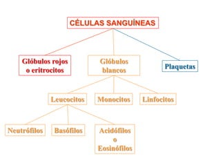 CÉLULAS SANGUÍNEAS




    Glóbulos rojos         Glóbulos
     o eritrocitos         blancos              Plaquetas



              Leucocitos   Monocitos     Linfocitos



Neutrófilos    Basófilos   Acidófilos
                               o
                           Eosinófilos
 