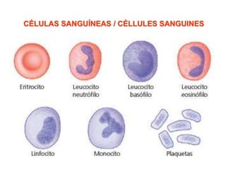 CÉLULAS SANGUÍNEAS / CÉLLULES SANGUINES
 