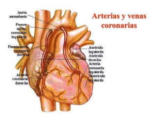 Arterias y venas
  coronarias
 