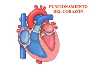 FUNCIONAMIENTO
  DEL CORAZÓN
 