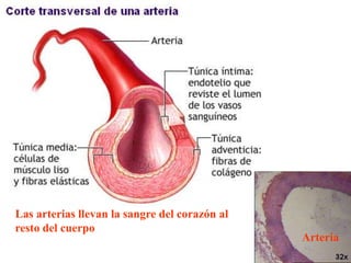 Las arterias llevan la sangre del corazón al
resto del cuerpo
                                               Arteria
 
