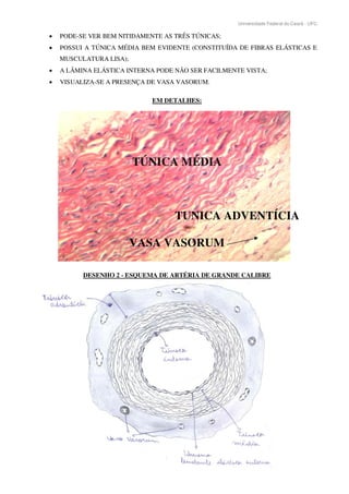 Universidade Federal do Ceará - UFC
PODE-SE VER BEM NITIDAMENTE AS TRÊS TÚNICAS;
POSSUI A TÚNICA MÉDIA BEM EVIDENTE (CONSTITUÍDA DE FIBRAS ELÁSTICAS E
MUSCULATURA LISA);
A LÂMINA ELÁSTICA INTERNA PODE NÃO SER FACILMENTE VISTA;
VISUALIZA-SE A PRESENÇA DE VASA VASORUM.
EM DETALHES:
TÚNICA MÉDIA
TUNICA ADVENTÍCIA
VASA VASORUM
DESENHO 2 - ESQUEMA DE ARTÉRIA DE GRANDE CALIBRE
 