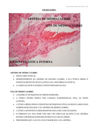 Universidade Federal do Ceará - UFC
EM DETALHES:
ARTÉRIA DE MÉDIO CALIBRE
VEIA DE MÉDIO CALIBRE
LÂMINA ELÁSTICA INTERNA
ARTÉRIA DE MÉDIO CALIBRE:
POSSUI TRÊS TÚNICAS;
DIFERENTEMENTE DA ARTÉRIA DE GRANDE CALIBRE, A SUA TÚNICA MÉDIA É
ESSENCIALMENTE DE MUSCULATURA LISA, SEM FIBRAS ELÁSTICAS;
A LÂMINA ELÁSTICA INTERNA É MUITO BEM DESTACADA.
VEIA DE MÉDIO CALIBRE:
A MAIORIA É DE PEQUENO OU MÉDIO DIÂMETRO;
A TÚNICA ÍNTIMA POSSUI UMA CAMADA SUBENDOTELIAL FINA, ÀS VEZES
AUSENTE;
A TÚNICA MÉDIA POSSUI CONJUNTOS DE PEQUENAS CÉLULAS MUSCULARES LISAS
(PAREDE MAIS FINA QUE A DA ARTÉRIA DE MÉDIO CALIBRE);
A TÚNICA ADVENTÍCIA É BEM DESENVOLVIDA E RICA EM COLÁGENO;
O FORMATO DA VEIA PODE NÃO SER TÃO CIRCULAR QUANTO O DA ARTÉRIA
DEVIDO À MENOR QUANTIDADE DE MÚSCULO LISO NA MÉDIA.
PERCEBEMOS QUE A LUZ DA VEIA É MAIOR QUE A DA ARTÉRIA.
 