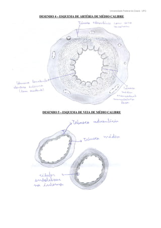 Universidade Federal do Ceará - UFC
DESENHO 4 – ESQUEMA DE ARTÉRIA DE MÉDIO CALIBRE
DESENHO 5 – ESQUEMA DE VEIA DE MÉDIO CALIBRE
 