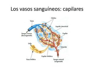 Los vasos sanguíneos: capilares
 