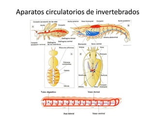 Aparatos circulatorios de invertebrados
 