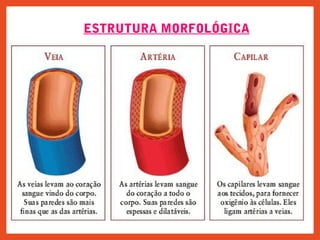 ESTRUTURA MORFOLÓGICA
 