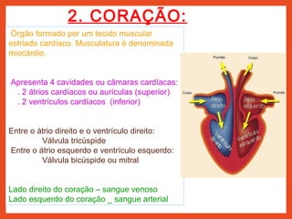 2. CORAÇÃO:
Órgão formado por um tecido muscular
estriado cardíaco. Musculatura é denominada
miocárdio.
Apresenta 4 cavidades ou câmaras cardíacas:
. 2 átrios cardíacos ou aurículas (superior)
. 2 ventrículos cardíacos (inferior)
Entre o átrio direito e o ventrículo direito:
Válvula tricúspide
Entre o átrio esquerdo e ventrículo esquerdo:
Válvula bicúspide ou mitral
Lado direito do coração – sangue venoso
Lado esquerdo do coração _ sangue arterial
 