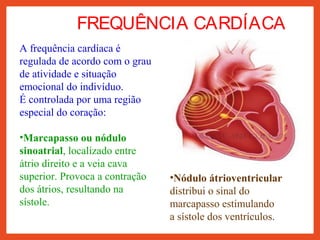 FREQUÊNCIA CARDÍACA
A frequência cardíaca é
regulada de acordo com o grau
de atividade e situação
emocional do indivíduo.
É controlada por uma região
especial do coração:
•Marcapasso ou nódulo
sinoatrial, localizado entre
átrio direito e a veia cava
superior. Provoca a contração
dos átrios, resultando na
sístole.
•Nódulo átrioventricular
distribui o sinal do
marcapasso estimulando
a sístole dos ventrículos.
 