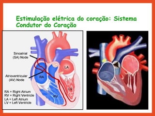 Estimulação elétrica do coração: Sistema
Condutor do Coração
 