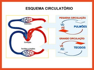 PEQUENA CIRCULAÇÃOPEQUENA CIRCULAÇÃO
VDVD
PULMÕESPULMÕESAEAE
GRANDE CIRCULAÇÃOGRANDE CIRCULAÇÃO
VEVE
TECIDOSTECIDOS
ADAD
ESQUEMA CIRCULATÓRIO
 
