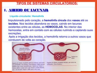 TIPOS DE SISTEMAS CIRCULATÓRIOS:
1. ABERTO OU LACUNAR:
Líquido circulante: Hemolinfa
Impulsionado pelo coração, a hemolinfa circula dos vasos até os
tecidos. Nos tecidos abandona os vasos, caindo em lacunas
existentes entre as células, as HEMOCELAS. No interior das
hemocelas, entra em contato com as células nutrindo e captando suas
excreções.
Após a irrigação dos tecidos, a hemolinfa retorna a outros vasos que
conduzem de volta ao coração.
 