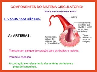 COMPONENTES DO SISTEMA CIRCULATÓRIO:
1. VASOS SANGUÍNEOS,
tubos por onde o
A) ARTÉRIAS:
Transportam sangue do coração para os órgãos e tecidos.
Parede é espessa e apresenta trêgenas
A contração e o relaxamento das artérias controlam a
pressão sanguínea.
 