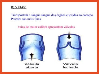 B) VEIAS:
Transportam o sangue sangue dos órgãos e tecidos ao coração.
Paredes são mais finas.
_ As veias de maior calibre apresentam válvulas em seu
interior, garantindo a passagem do sangue em um único
sentido
 