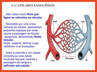 _ São vasos muito finos que
ligam as arteríolas as vênulas
_ Revestido por uma única
camada de células, apresentam
pequenos espaços por onde
ocorre a passagem do líquido
sanguíneo, denominado fluido
tissular.
Nutre, oxigena, elimina o gás
carbônico e as excreções.
_ Entre a arteríola e um capilar
encontra-se uma célula
muscular lisa,que controla a
passagem de sangue o
esfincter pré-capilar.
C) CAPILARES SANGUÍNEOS
 