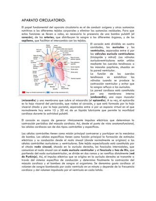 APARATO CIRCULATORIO:
El papel fundamental del aparato circulatorio es el de conducir oxígeno y otras sustancias
nutritivas a los diferentes tejidos corporales y eliminar las sustancias residuales. Para que
estas funciones se lleven a cabo, es necesaria la presencia de una bomba pulsátil (el
corazón), de las arterias, que distribuyen la sangre a los diferentes órganos, y de los
capilares, que facilitan el intercambio con los tejidos.
El corazón está dividido en cuatro
cavidades, las aurículas y los
ventrículos, separadas entre sí por
las válvulas auriculo ventriculares
(tricúspide y mitral) .Las válvulas
auriculoventriculares están unidas
mediante las cuerdas tendinosas a
los músculos papilares, situados en
la pared ventricular.
La función de las cuerdas
tendinosas es estabilizar las
válvulas cuando se produce la
contracción ventricular y evitar que
la sangre refluya a las aurículas.
La pared cardiaca está constituida
por una membrana interna
(endocardio), una capa muscular
(miocardio) y una membrana que cubre al miocardio (el epicardio). A su vez, el epicardio
es la hoja visceral del pericardio, que rodea al corazón, y que está formado por la hoja
visceral citada y por la hoja parietal, separadas entre sí por un espacio virtual en el que
normalmente hay entre 15 y 50 mL de un líquido lubricante que permite la movilidad
cardiaca durante la actividad pulsátil.
El corazón es capaz de generar rítmicamente impulsos eléctricos que determinan la
contracción periódica del músculo cardiaco. Así, desde el punto de vista anatomofuncional,
las células cardiacas son de dos tipos: contráctiles y específicas.
Las células contráctiles tienen como misión principal contraerse y participar en la mecánica
de bomba. Las células específicas tienen como función principal la formación de estímulos
eléctricos y su conducción desde el nodo sinusal (donde normalmente se originan) a las
células contráctiles auriculares y ventriculares. Este tejido especializado está constituido por
el citado nodo sinusal, situado en la aurícula derecha, los fascículos internodales, que
comunican el nodo sinusal con el nodo auriculo ventricular y el fascículo o haz de His, que
partiendo del nodo auriculoentricular, se divide en dos ramas y se ramifica distalmente (red
de Purkinje). Así, el impulso eléctrico que se origina en la aurícula derecha se transmite a
través del sistema específico de conducción y determina finalmente la contracción del
músculo cardiaco y el bombeo de sangre al organismo. Se denomina gasto cardiaco al
volumen de sangre bombeado por cada ventrículo en un minuto y depende de la frecuencia
cardiaca y del volumen impulsado por el ventrículo en cada latido.
 