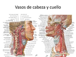 Vasos de cabeza y cuello
 