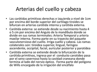 Arterias del cuello y cabeza
• Las carótidas primitivas derechas e izquierda a nivel de 1cm
por encima del borde superior del cartílago tiroides se
bifurcan en arterias carótida interna y carótida externa.
• Carótida externa: se extiende desde su nacimiento hasta 4
o 5 cm por encima del Angulo de la mandíbula donde se
divide en sus ramas terminales: Arteria Temporal y arteria
maxilar interna. Forma parte en su trayecto del paquete
vasculonervioso del cuello. Irriga cuello y cabeza. Las ramas
colaterales son: tiroidea superior, lingual, faríngea
ascendente, occipital, facial, auricular posterior y parotídea
• Carótida externa se extiende desde la bifurcación de la
carótida primitivas, ingresa por el conducto carotideo pasa
por el seno cavernoso hasta la cavidad craneana donde
termina al lado del nervio óptico. Forma parte del polígono
de Wills encargado de la irrigación del encéfalo
 
