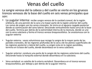 Venas del cuello
La sangre venosa del la cabeza y del cuello se vierte en los gruesos
troncos venosos de la base del cuello en seis venas principales que
son:
• La yugular interna: recibe sangre venosa de la cavidad craneal, de la región
orbitaria, de una porción de la cara y la mayor parte de la región anterior del cuello.
Las ramas de origen son los senos craneales. Se inicia en el agujero rasgado posterior
donde es continuación del seno lateral. Desciende verticalmente hasta cerca de la base
del cuello. Termina por detrás de la extremidad interna de la clavícula, donde se une
con la vena subclavia y forma el tronco venoso braquiocefalico. Se anastomosa con la
yugular externa
• Yugular externa : vasos voluminoso que recoge la sangre de la mayor parte de las
paredes craneales, de las regiones profundas de la cara y de los planos superficiales de
las regiones posterior y lateral del cuello, su origen esta en la region parotídea,
termina en la base del cuello, donde desemboca en la vena subclavia.
• Yugular anterior: conduce una parte de la sangre de las regiones anteriores del cuello.
Desciende hasta la horquilla esternal donde desemboca en la subclavia.
• Vena vertebral: es satelite de la arteria vertebral. Desemboca en el tronco venoso
braquiocefalico, por debajo y por detrás de la yugular interna.
 