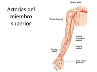 Arterias del
miembro
superior
 