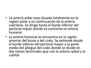 • La arteria axilar esta situada totalmente en la
región axilar y es continuación de la arteria
subclavia. Se dirige hasta el borde inferior del
pectoral mayor donde se convierte en arteria
humeral.
• La arteria humeral se encuentra en la región
anterior del brazo y del codo. Se extiende desde
el borde inferior del pectoral mayor a la parte
media del pliegue del codo donde se divide en
dos ramas terminales que con la arteria radial y la
cubital
 