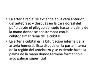 • La arteria radial se extiende en la cara anterior
del antebrazo y después en la cara dorsal del
puño desde el pliegue del codo hasta la palma de
la mano donde se anastomosa con la
cubitopalmar rama de la cubital.
• La arteria cubital es la bifurcación interna de la
arteria humeral. Esta situada en la parte interna
de la región del antebrazo y se extiende hasta la
palma de la mano donde termina formando el
arco palmar superficial
 