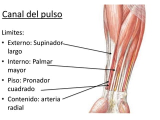 Canal del pulso
Limites:
• Externo: Supinador
largo
• Interno: Palmar
mayor
• Piso: Pronador
cuadrado
• Contenido: arteria
radial
 