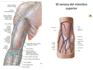 M venosa del miembro
superior
 
