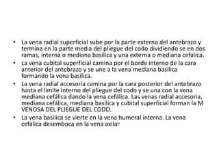 • La vena radial superficial sube por la parte externa del antebrazo y
termina en la parte media del pliegue del codo dividiendo se en dos
ramas, interna o mediana basilica y una externa o mediana cefalica.
• La vena cubital superficial camina por el borde interno de la cara
anterior del antebrazo y se une a la vena mediana basilica
formando la vena basilica.
• La vena radial accesoria camina por la cara posterior del antebrazo
hasta el limite interno del pliegue del codo y se una con la vena
mediana cefálica dando la vena cefálica. Las venas radial accesoria,
mediana cefálica, mediana basilica y cubital superficial forman la M
VENOSA DEL PLIEGUE DEL CODO.
• La vena basilica se vierte en la vena humeral interna. La vena
cefálica desemboca en la vena axilar
 