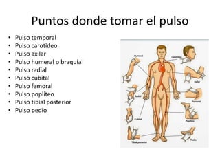 Puntos donde tomar el pulso
• Pulso temporal
• Pulso carotideo
• Pulso axilar
• Pulso humeral o braquial
• Pulso radial
• Pulso cubital
• Pulso femoral
• Pulso poplíteo
• Pulso tibial posterior
• Pulso pedio
 